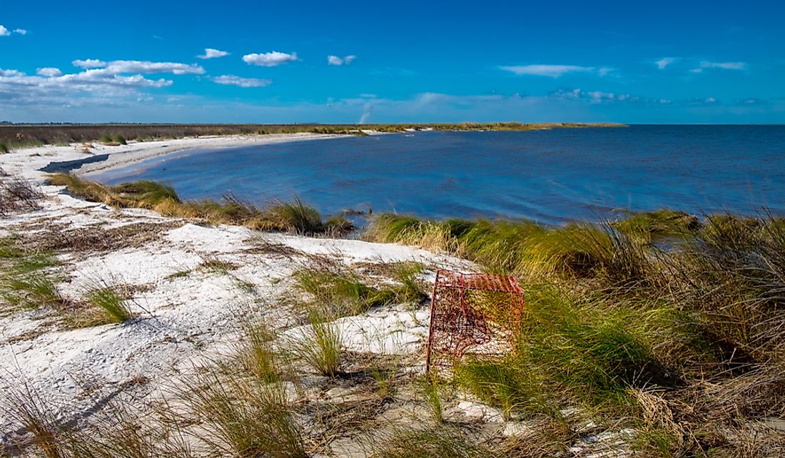How Estuaries Are Diverse And Rich Environments