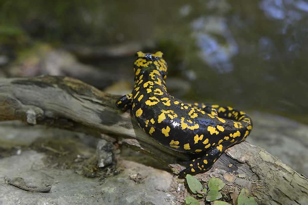 Native Amphibians Of Iran - WorldAtlas.com