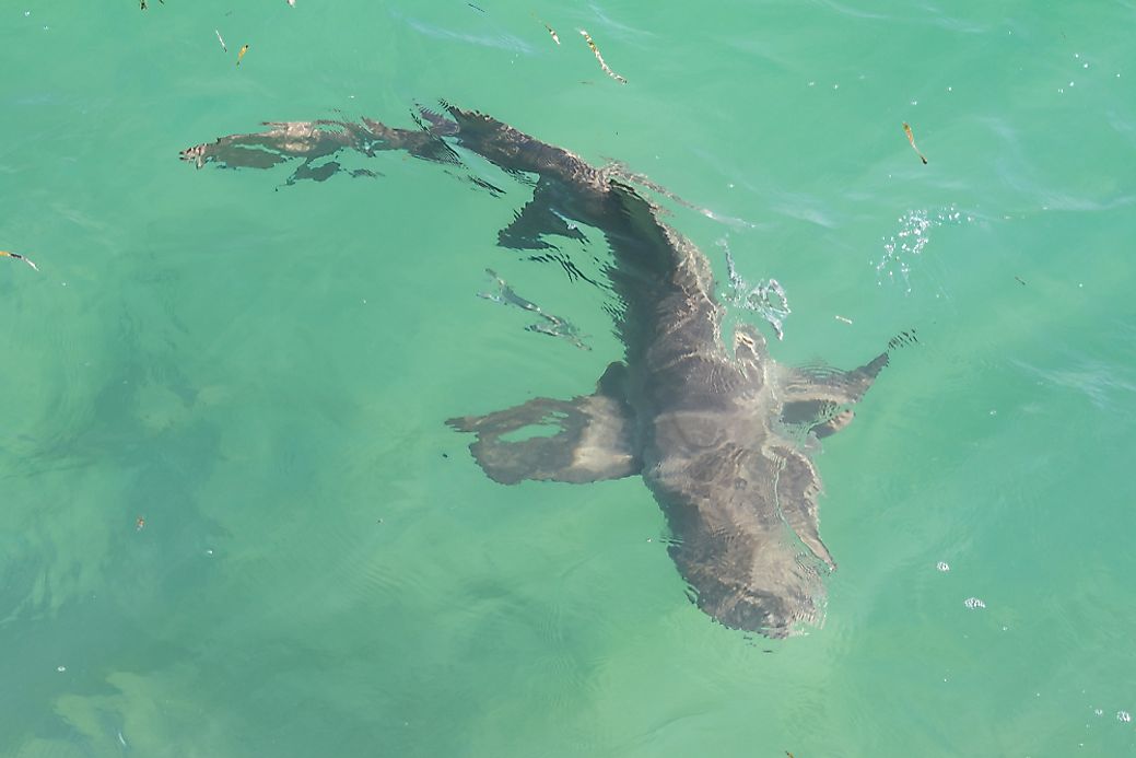 are-there-sharks-in-the-mediterranean-sea-worldatlas