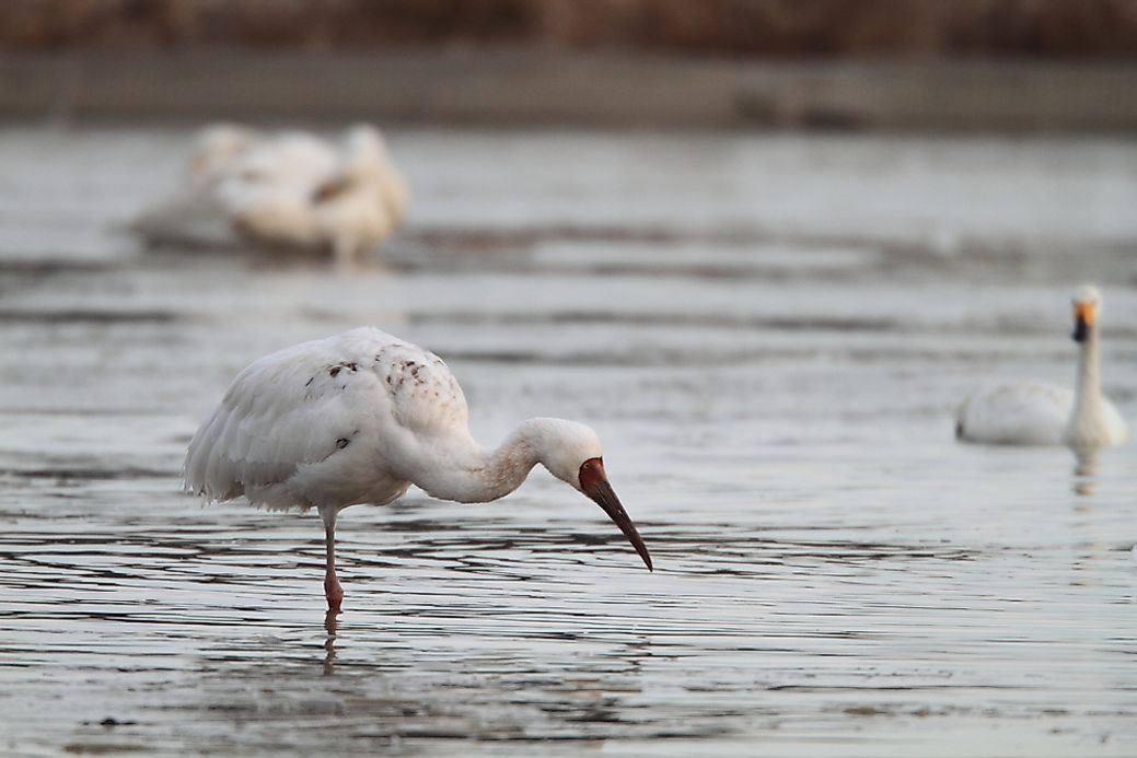 Population Of Siberian Cranes: Important Facts And Figures - WorldAtlas.com