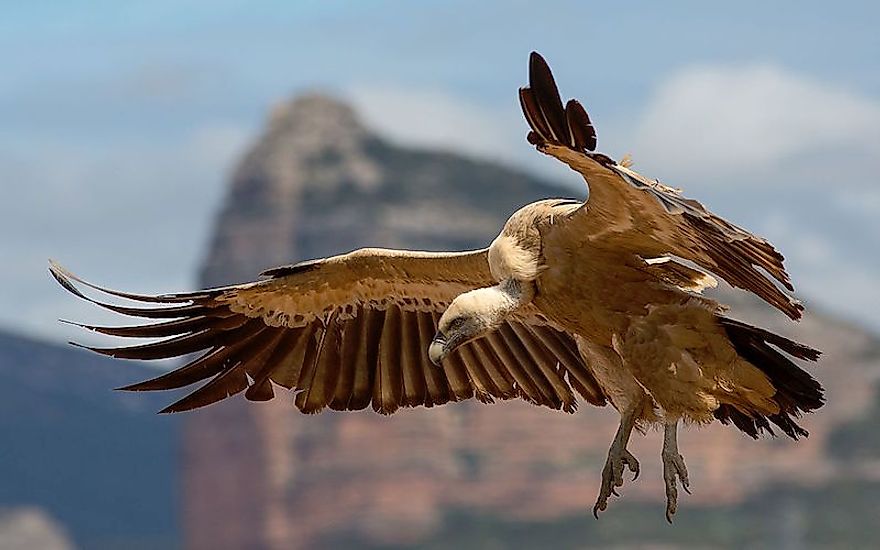 The Sixteen Species Of Old World Vultures Living Today 