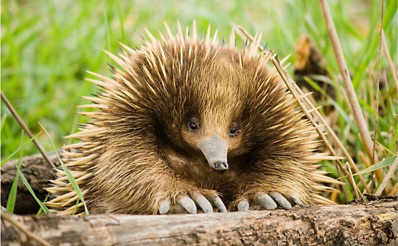 echidna uniform