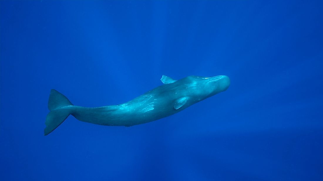 Deepest Diving Marine Mammals - WorldAtlas.com