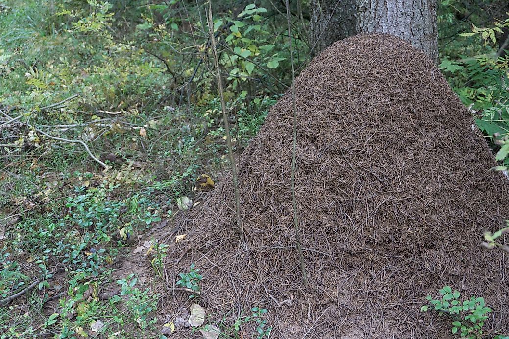 Do Ants Hibernate During the Winter? - WorldAtlas.com