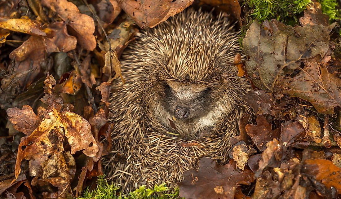 do-hedgehogs-hibernate-worldatlas