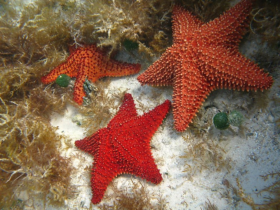 Starfish - Animals of the Oceans - WorldAtlas.com