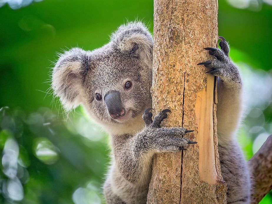 Koala Facts Animals of Oceania