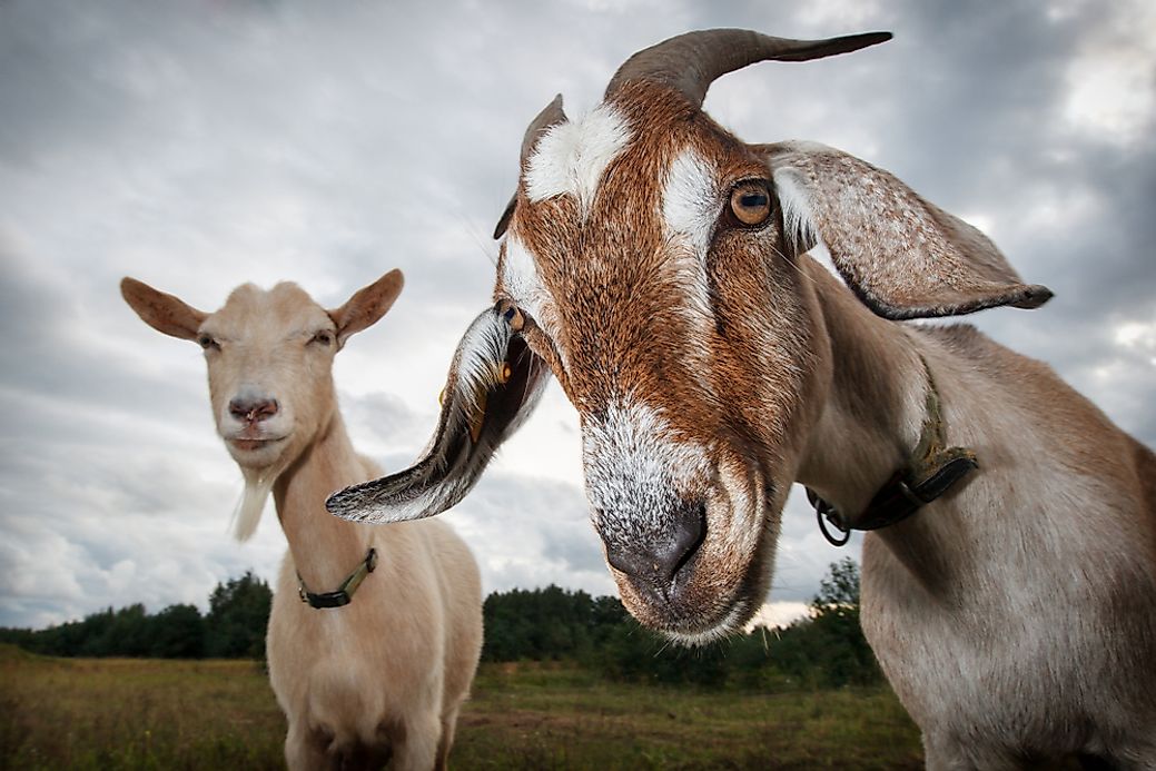 How Goats Help Combat the Spread of Unwanted Plant Species ...