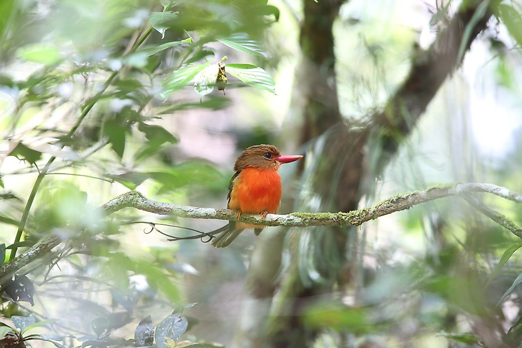 10-birds-from-papua-new-guinea-worldatlas