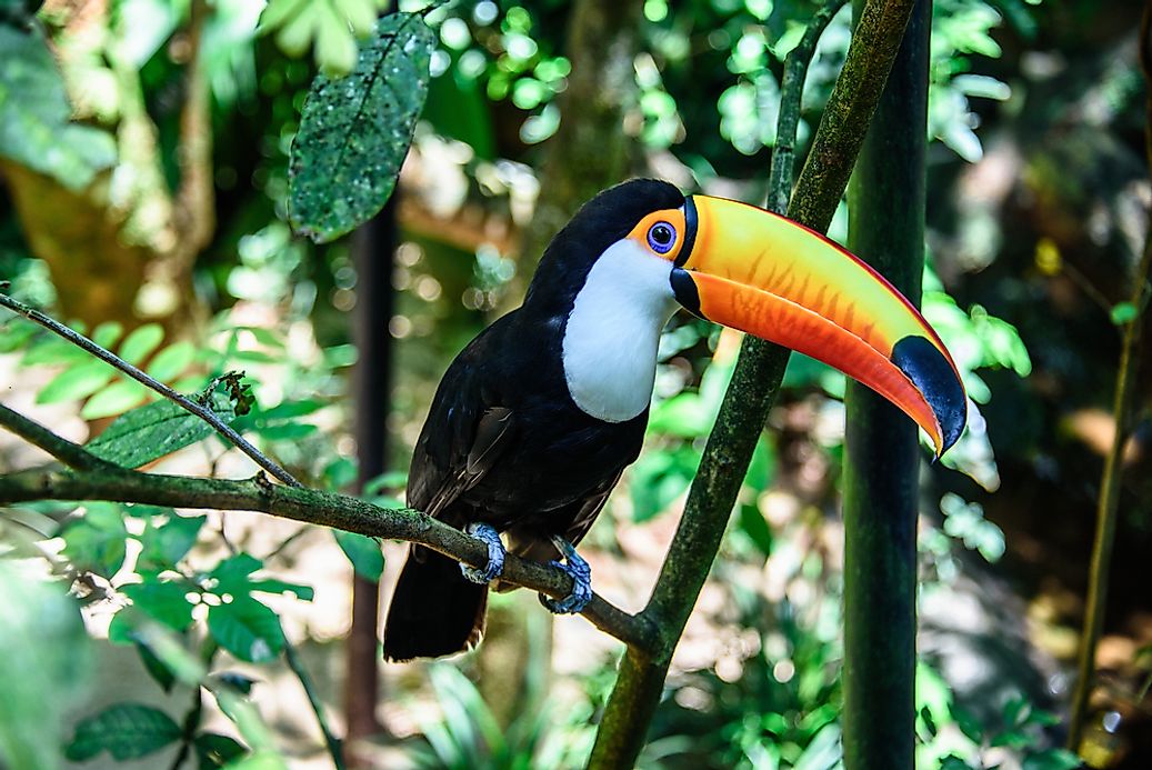 Toco Toucan Facts - Animals of South America - WorldAtlas.com