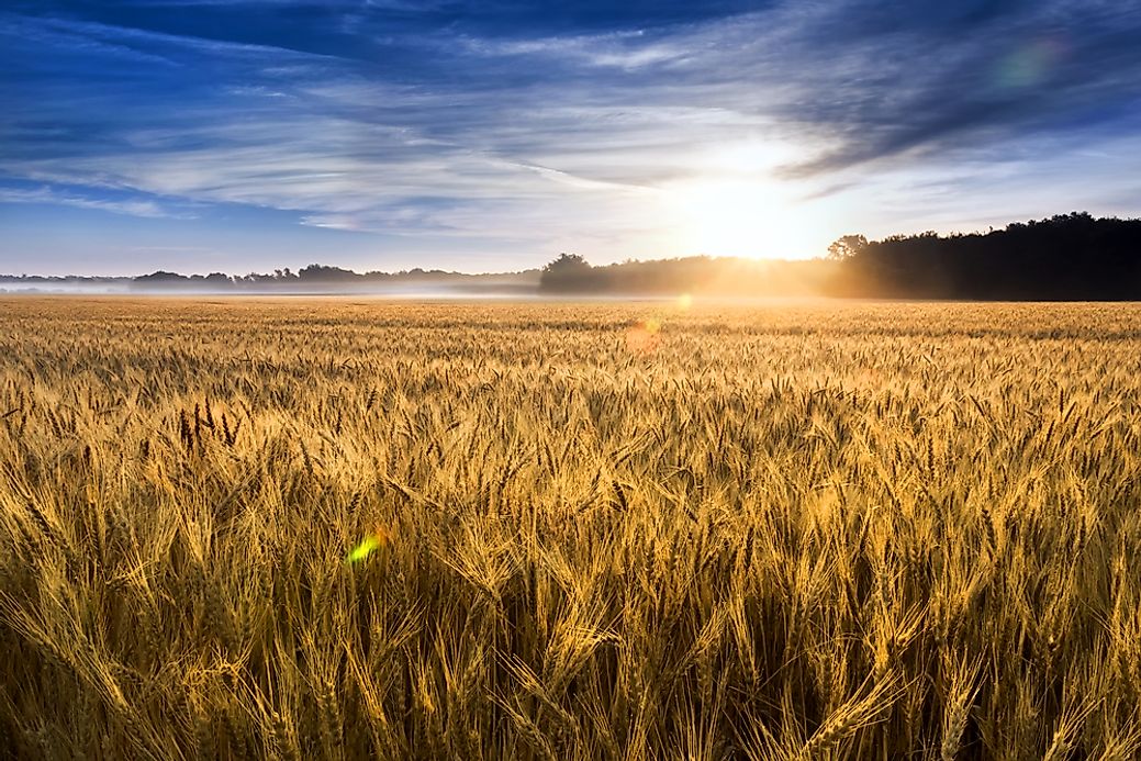 What Is A Wheat Production