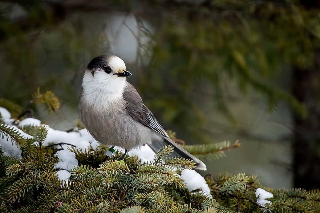 What is the National Bird of Canada? - WorldAtlas.com