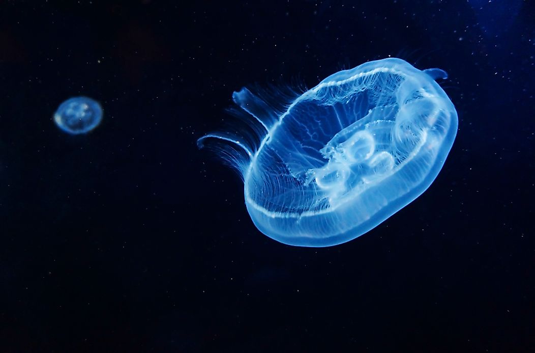 Moon Jellyfish Facts: Animals Of North America - WorldAtlas.com