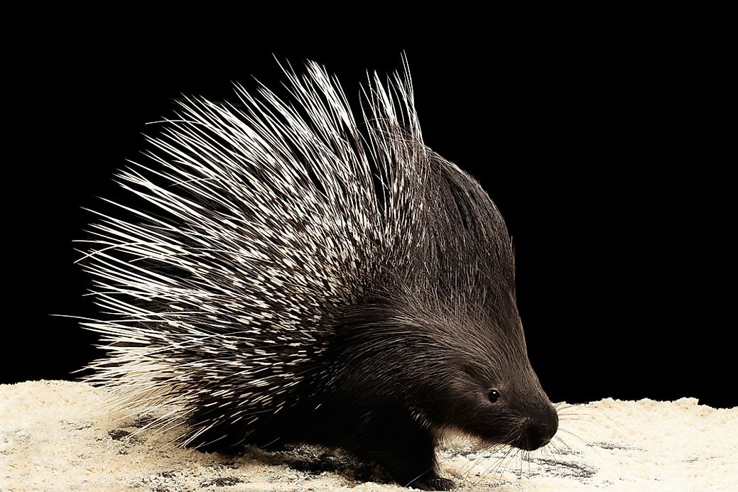 porcupine-facts-animals-of-the-world-worldatlas