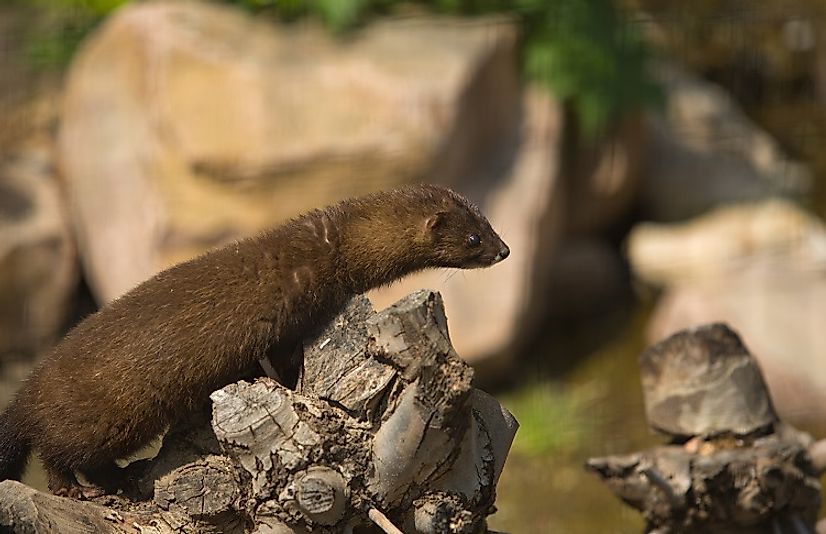 threatened-mammals-of-france-worldatlas