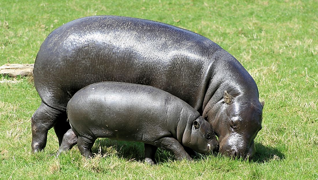 Pygmy Hippo Facts: Animals of Africa - WorldAtlas.com