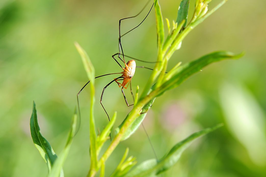 Daddy Long Leg Facts: Animals of the World - WorldAtlas.com