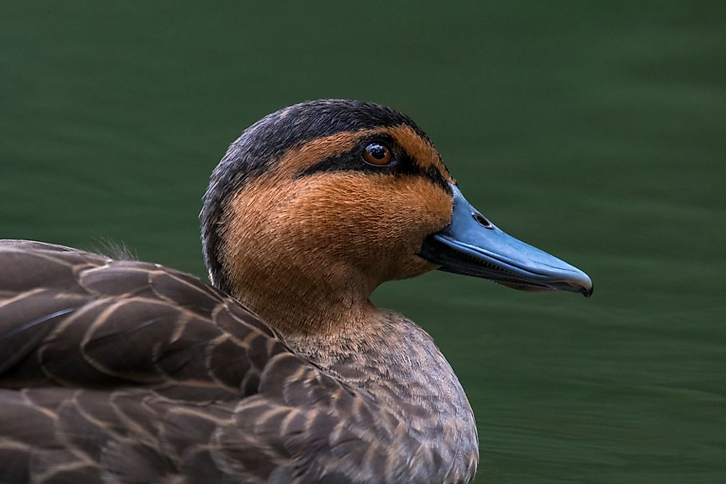 Native Birds Of The Philippines - WorldAtlas.com