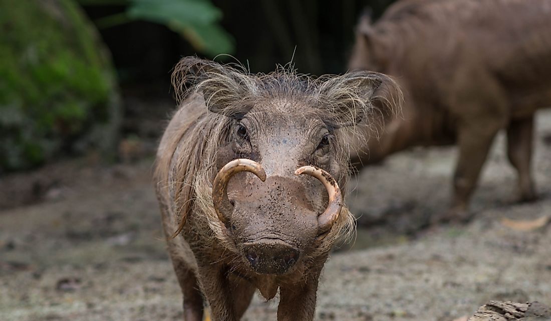 How Many Species Of Babirusa Are There? - WorldAtlas.com