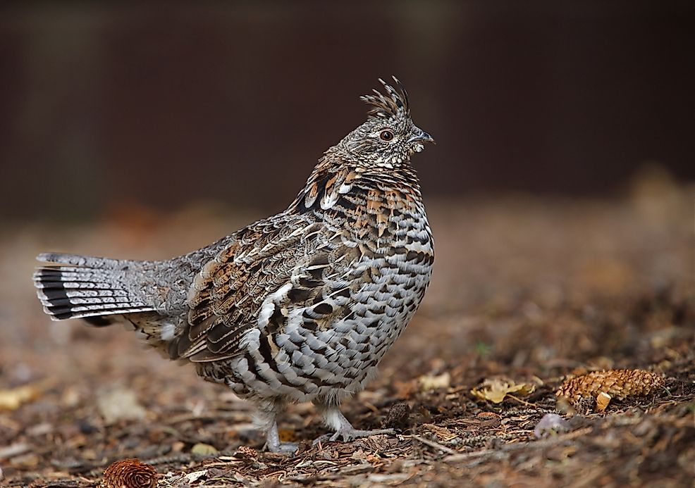 Pa State Bird Facts