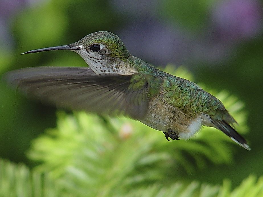 Calliope Hummingbird Facts: Animals Of North America - WorldAtlas.com