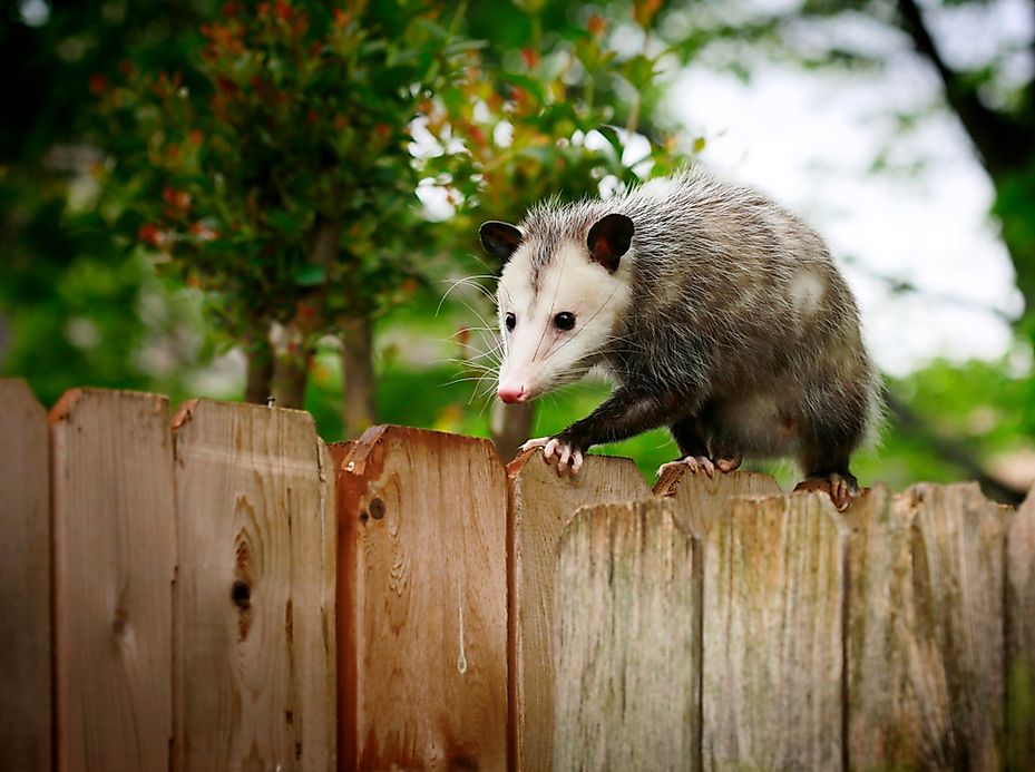 What Is The Difference Between A Possum And An Opossum? - WorldAtlas.com