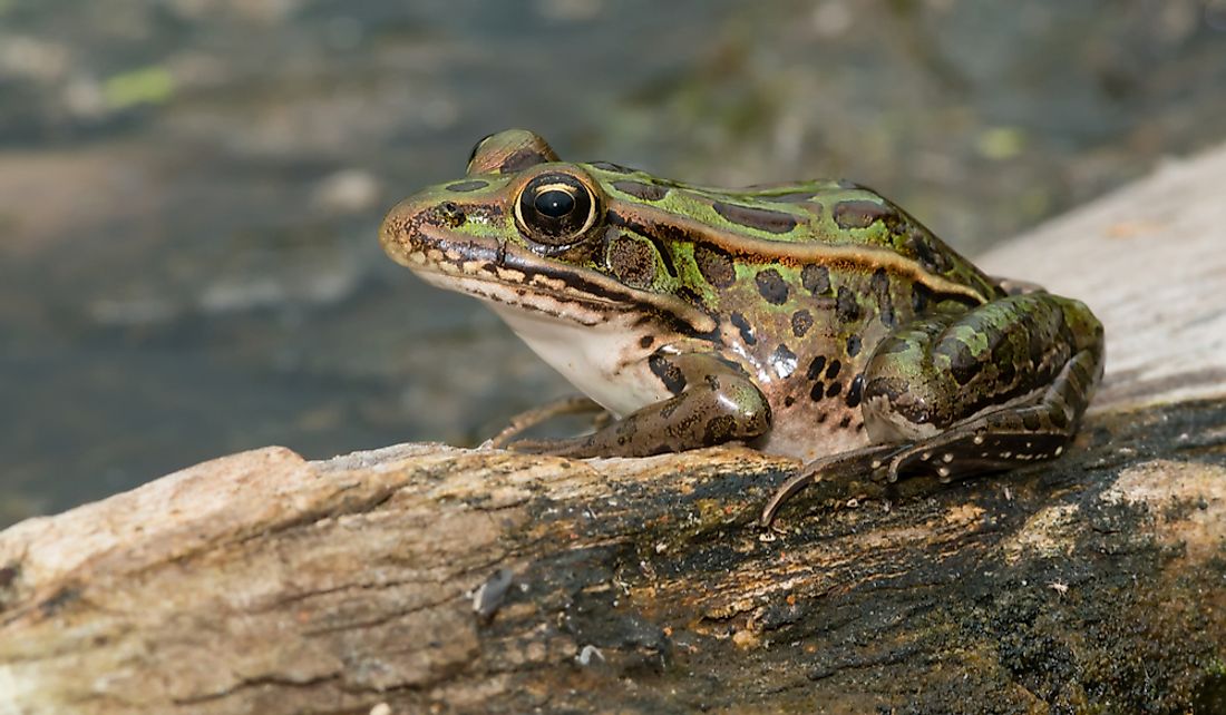 What Is The Vermont State Amphibian? - WorldAtlas.com