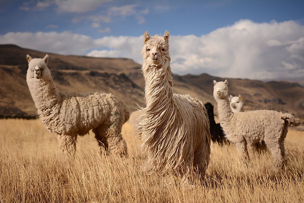 What Is The Difference Between Llamas And Alpacas WorldAtlas