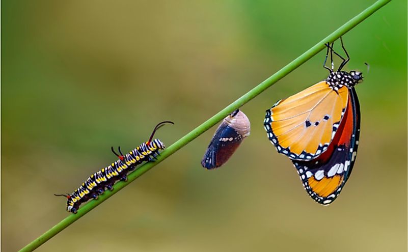 10-interesting-facts-about-caterpillars-worldatlas