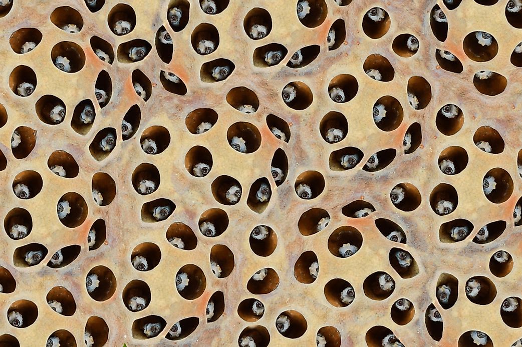 what-is-trypophobia-worldatlas