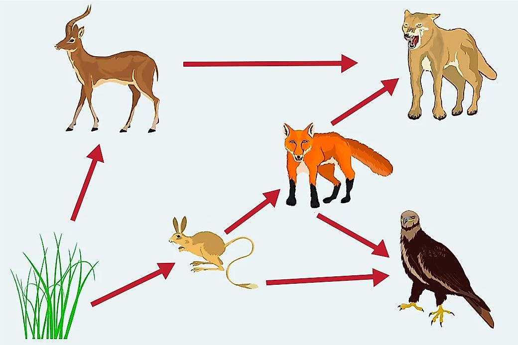 what-is-a-food-web-worldatlas