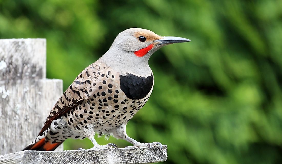 what-is-the-alabama-state-bird-worldatlas