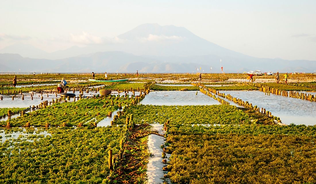 What Is The Economic Importance Of Algae WorldAtlas