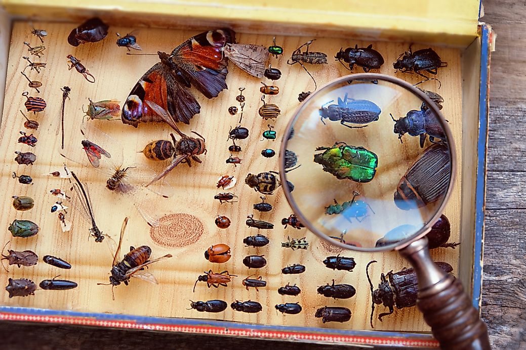 Species Of Insects