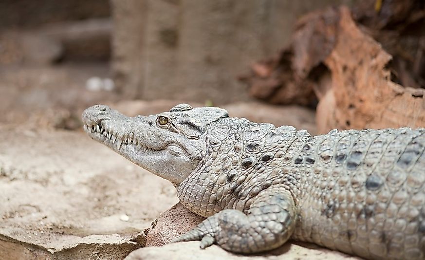 Native Reptiles Of The Philippines - WorldAtlas.com