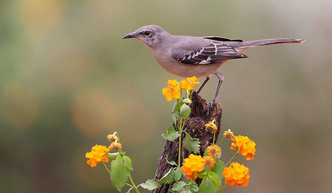 What Is The Texas State Bird? - WorldAtlas.com