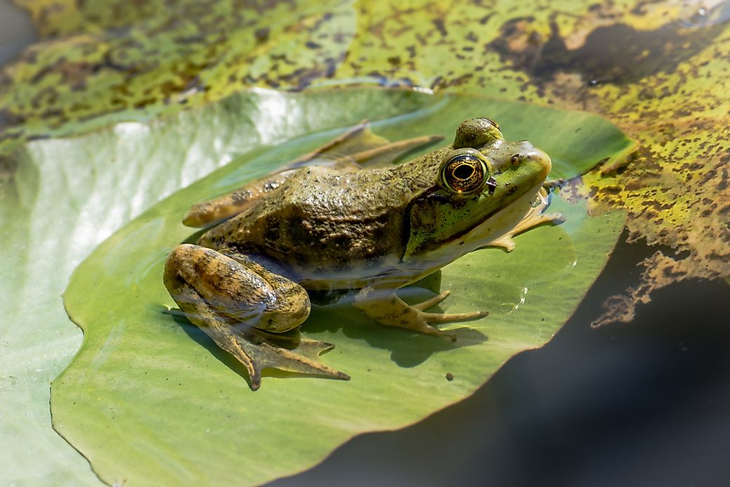 What Is The Oklahoma State Amphibian? - WorldAtlas.com