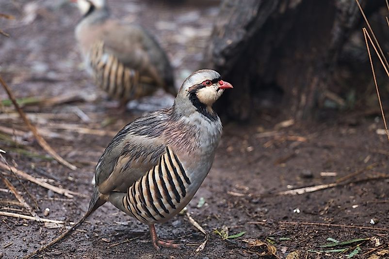 Kinds Of Birds In Pakistan