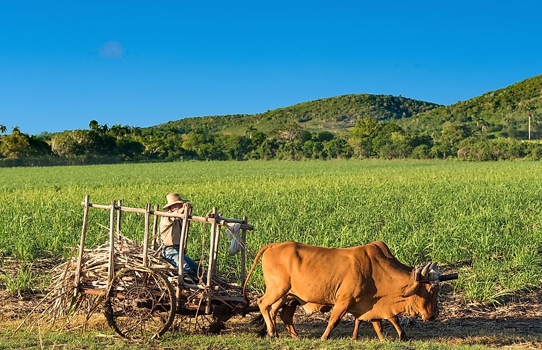 cuba-is-famous-for-which-of-the-following-industries