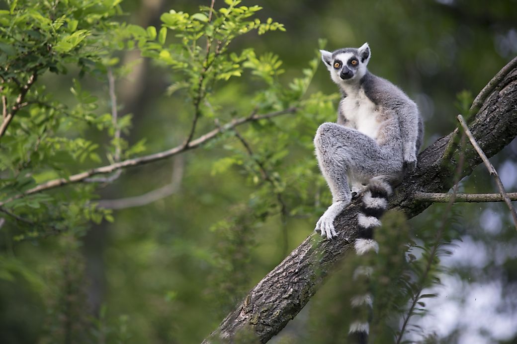 What Is Madagascar Most Famous For? - WorldAtlas.com