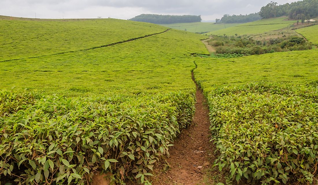 what-are-the-major-natural-resources-of-cameroon-worldatlas