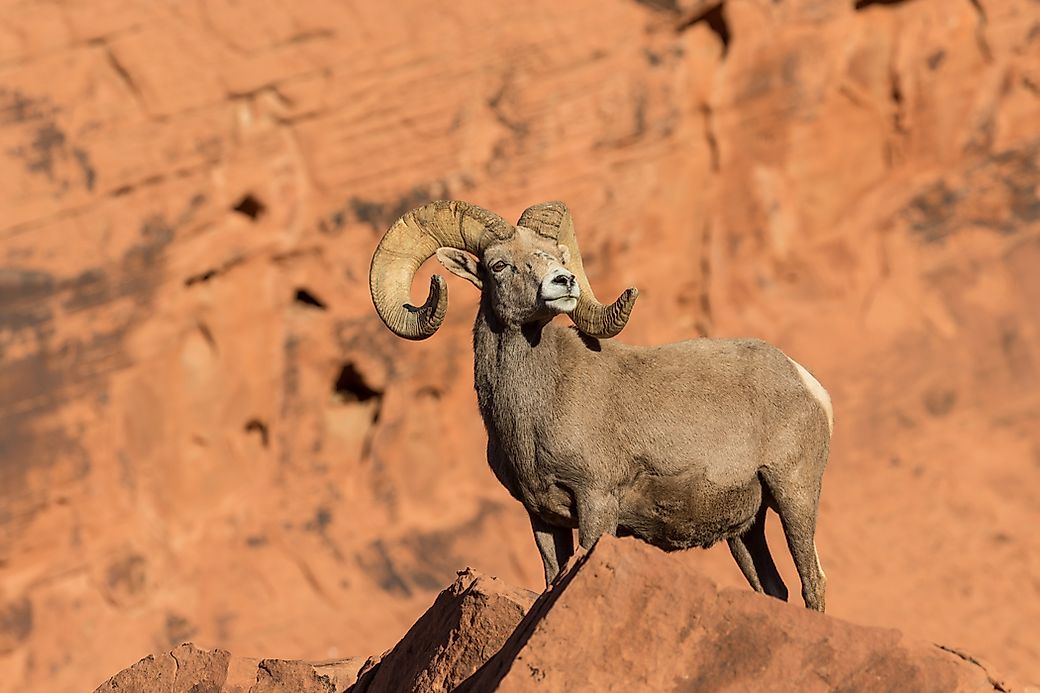 Bighorn Sheep Facts Animals of North America
