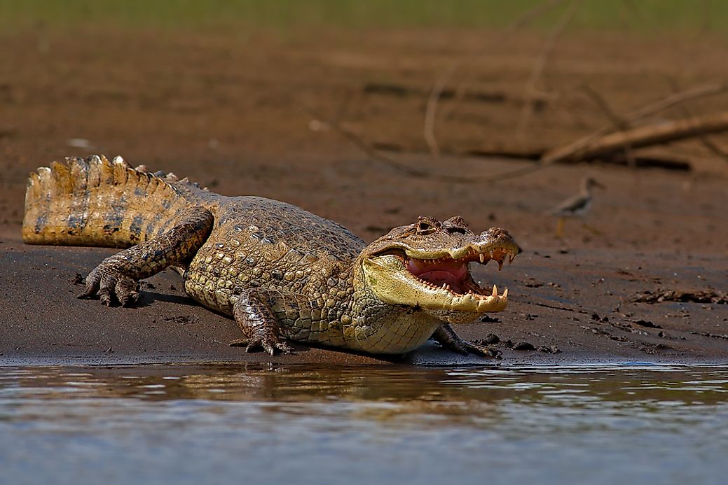 Crocodile Facts - Animals Of The World - WorldAtlas.com