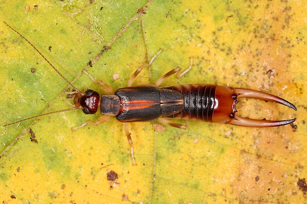 What Factors Triggered the Extinction of the World's Largest Earwig