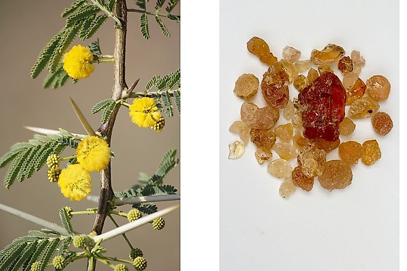 what-is-gum-arabic-acacia-gum-worldatlas