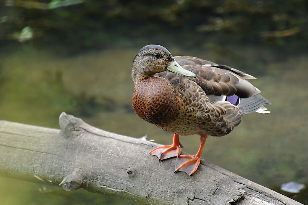 Why Do Some Animals Have Webbed Feet? - WorldAtlas.com