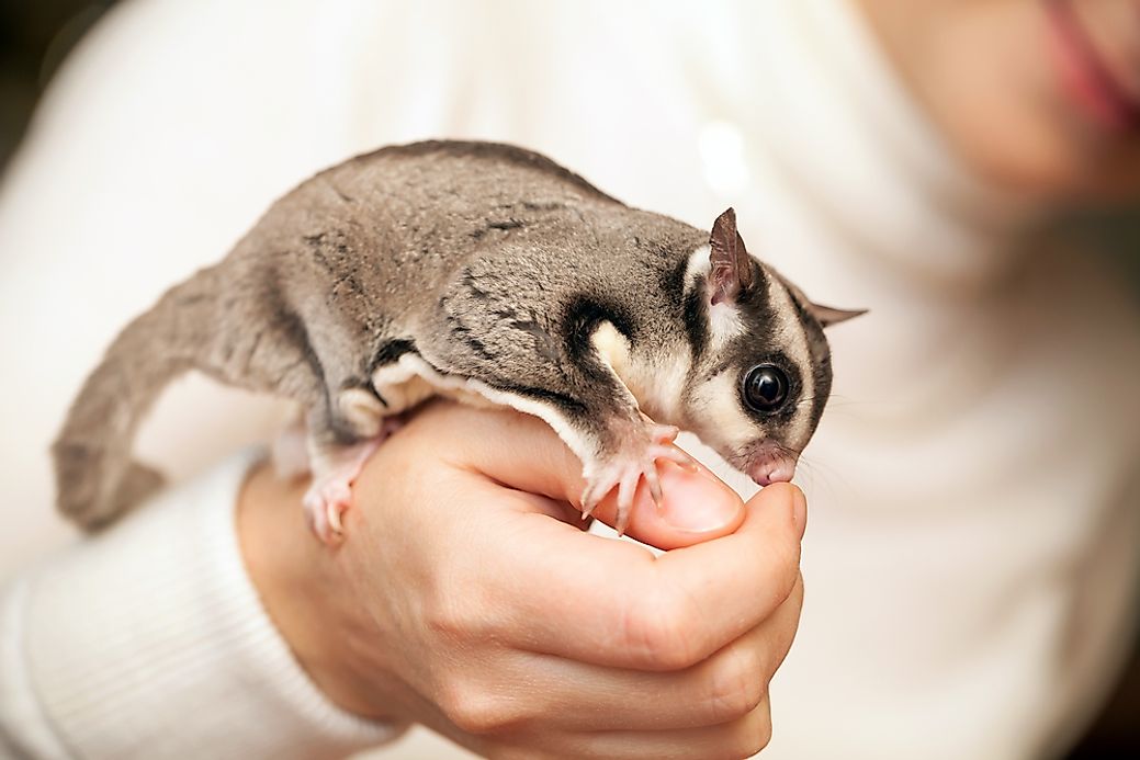 Sugar Glider Facts - Animals of Oceania - WorldAtlas.com