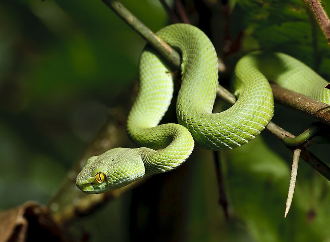 What Are Cold-Blooded Animals? - WorldAtlas.com