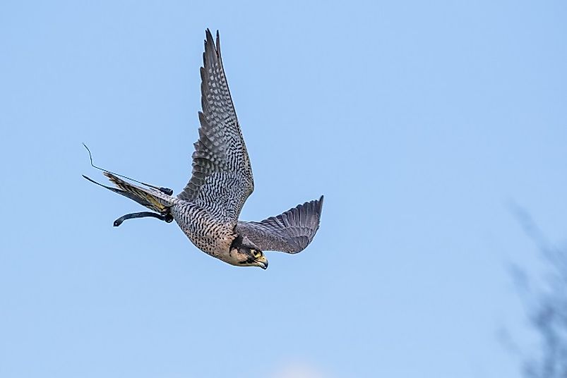 peregrine falcon fastest
