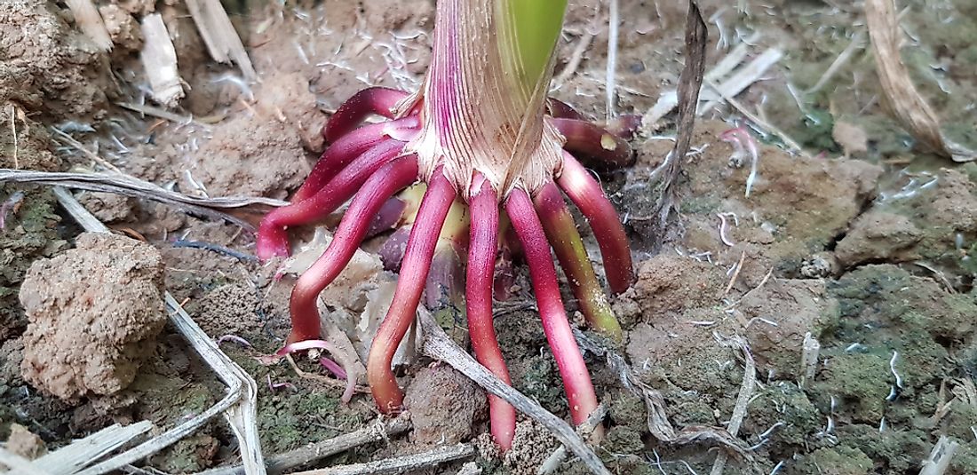 what-are-adventitious-roots-worldatlas